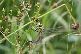 Macro faune